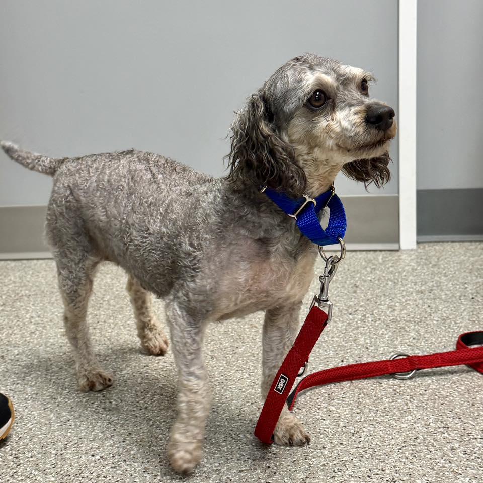 Enlarge Cooper, a Adoptable Poodle in Whitehall, PA image 1/3