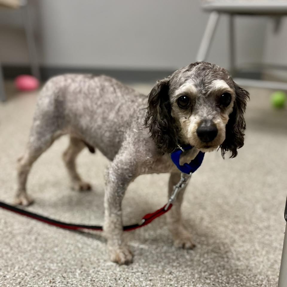 Enlarge Cooper, a Adoptable Poodle in Whitehall, PA image 2/3