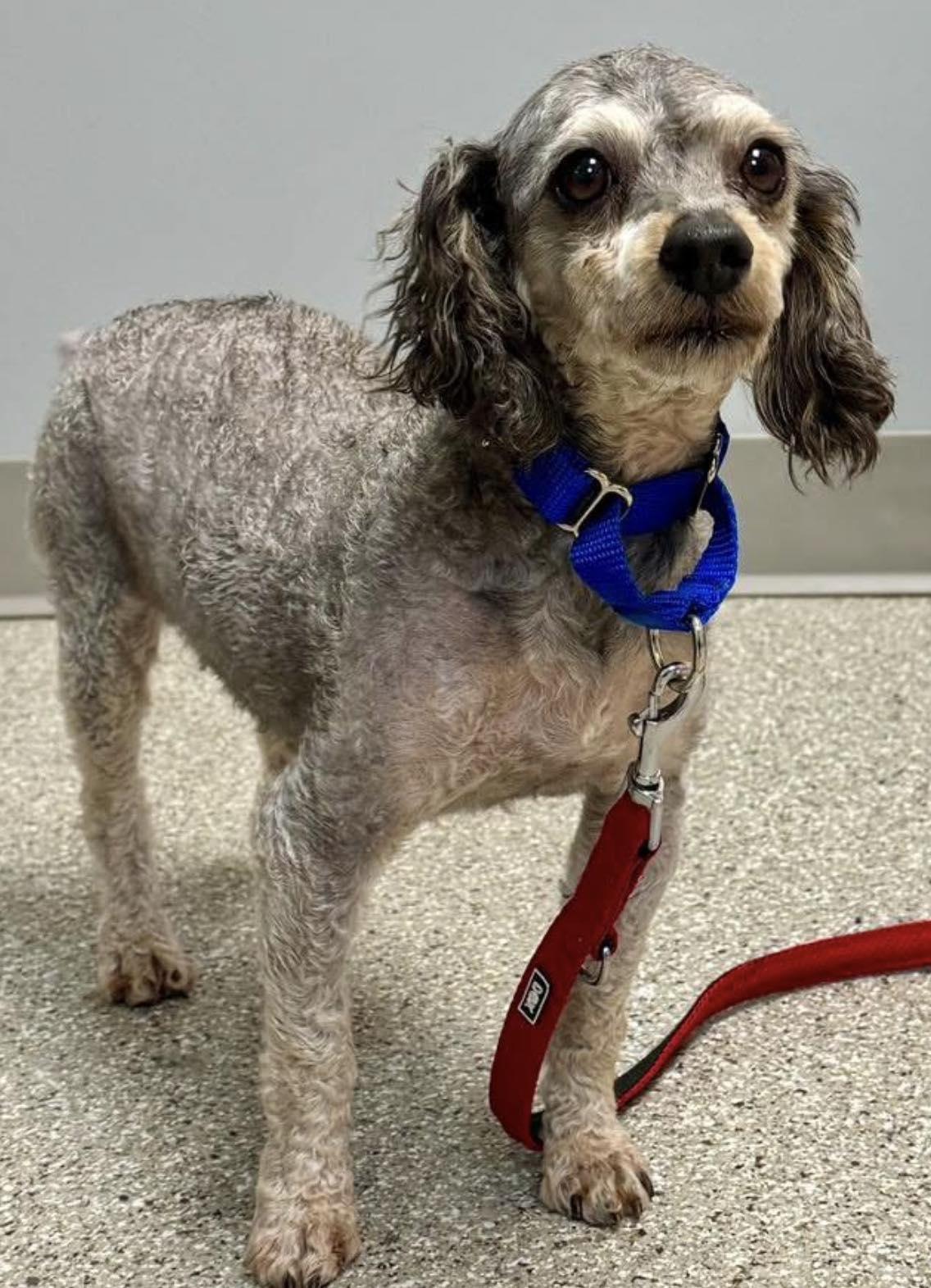 Enlarge Cooper, a Adoptable Poodle in Whitehall, PA image 3/3
