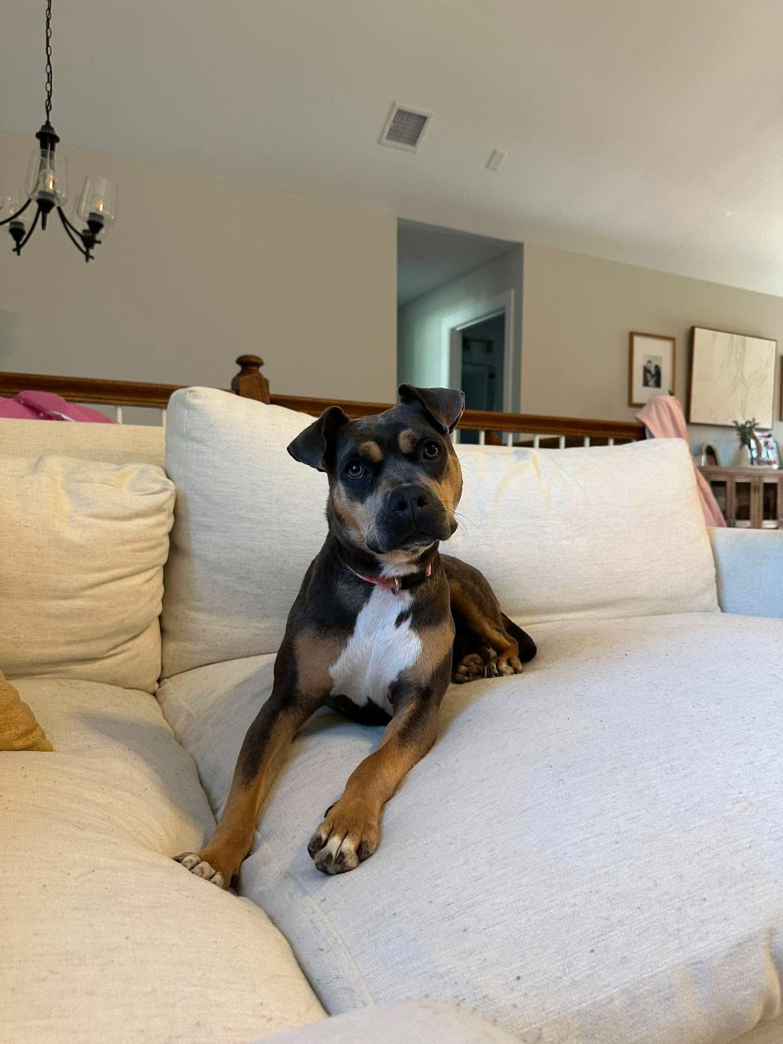 Reese, adopted, Young Female Pit Bull Terrier.