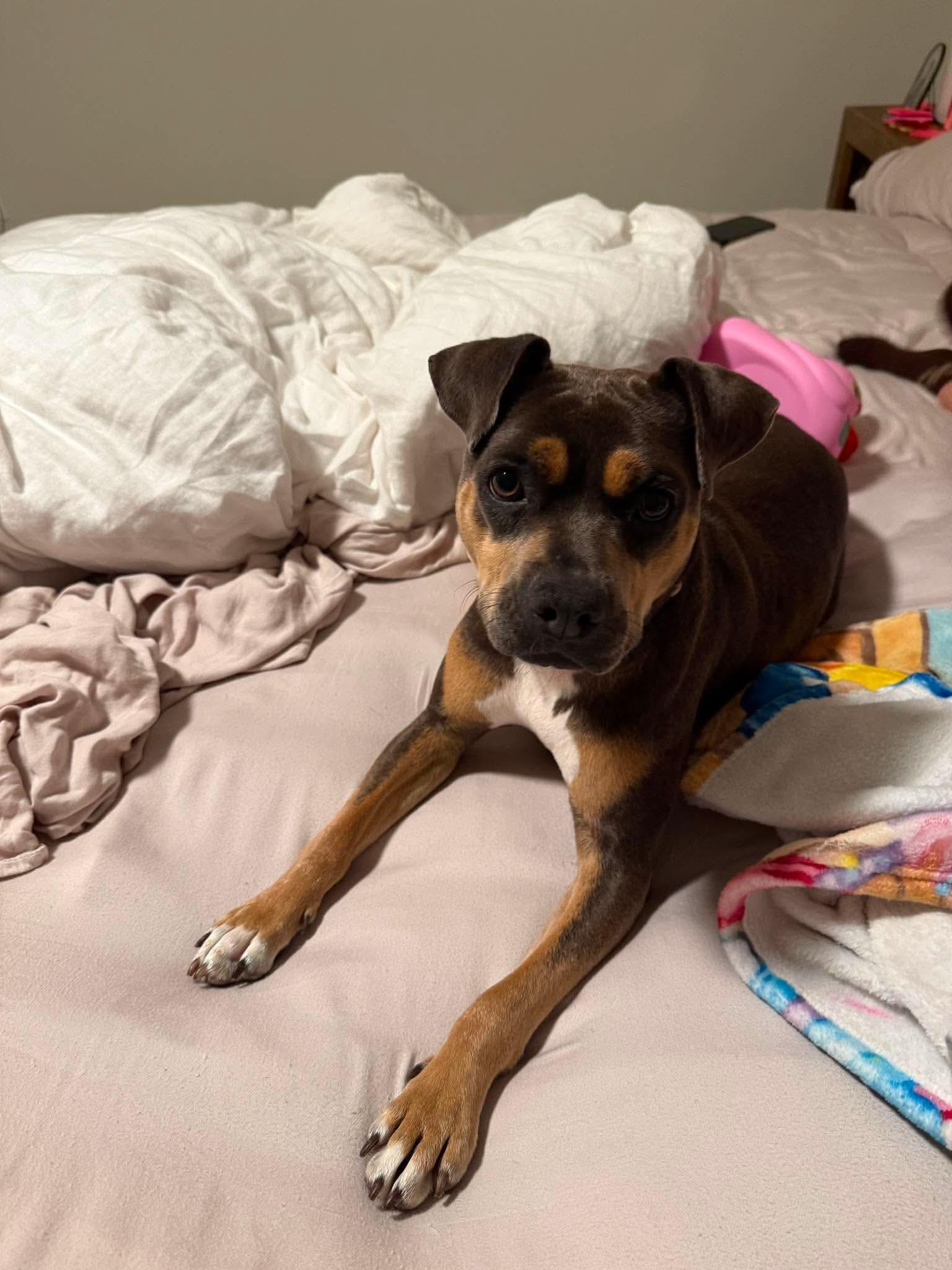 Reese, an adopted mixed breed in Carmel, NY image 3/4