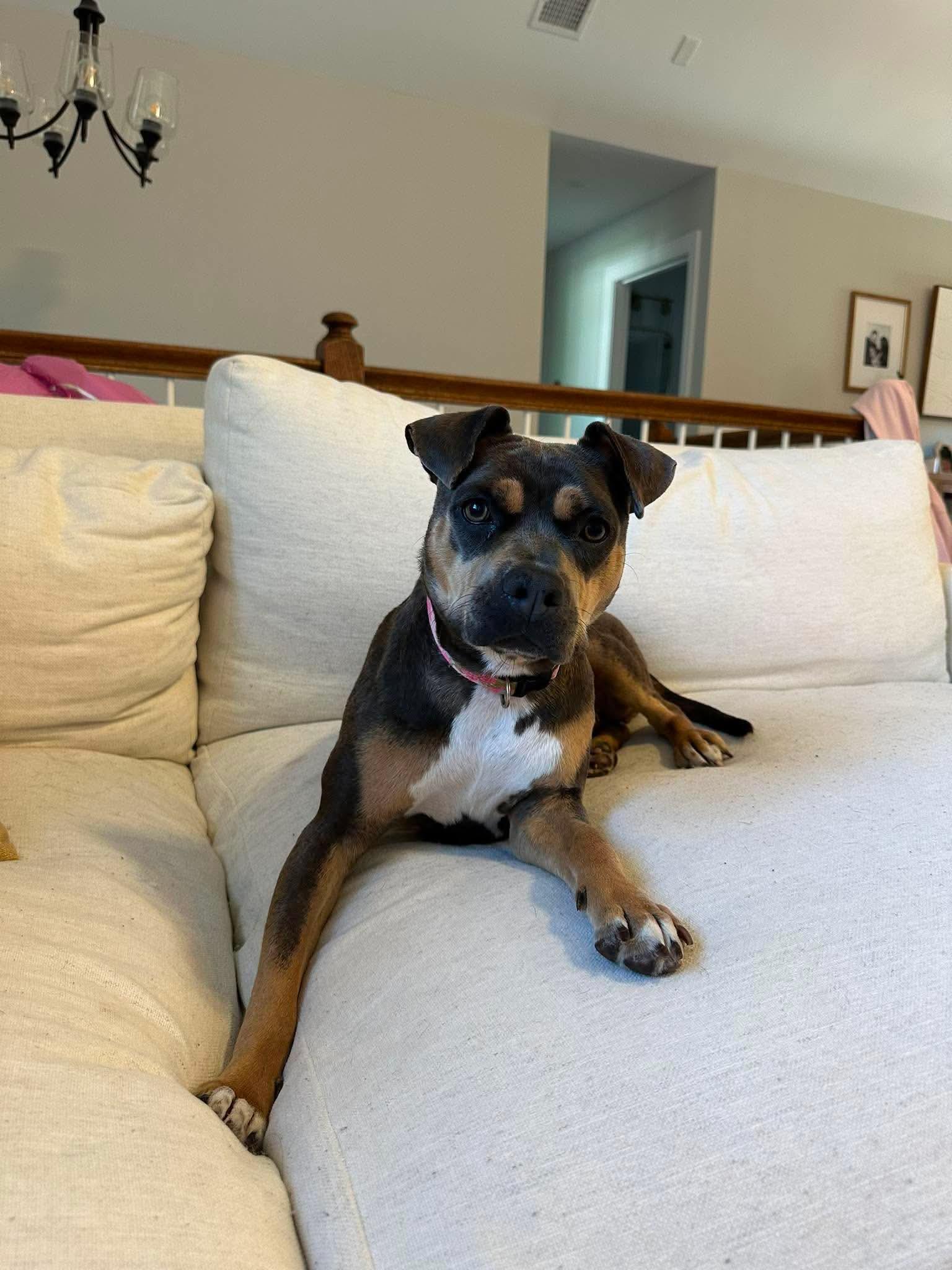 Reese, an adopted mixed breed in Carmel, NY image 2/4