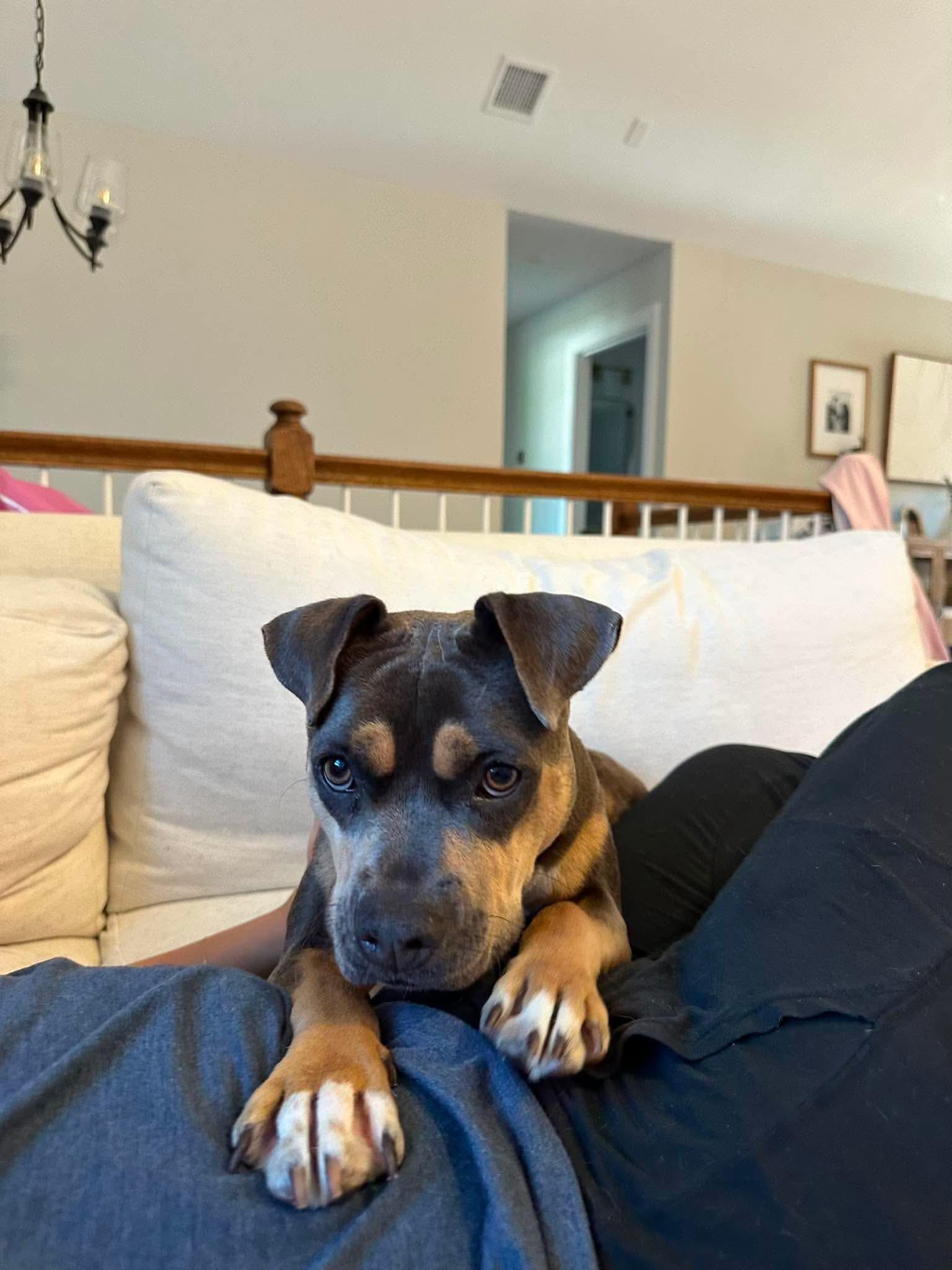 Reese, an adopted mixed breed in Carmel, NY image 4/4