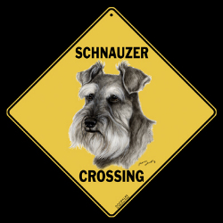Fosters needed, an adoptable Schnauzer Mix in Miamisburg, OH_image-1
