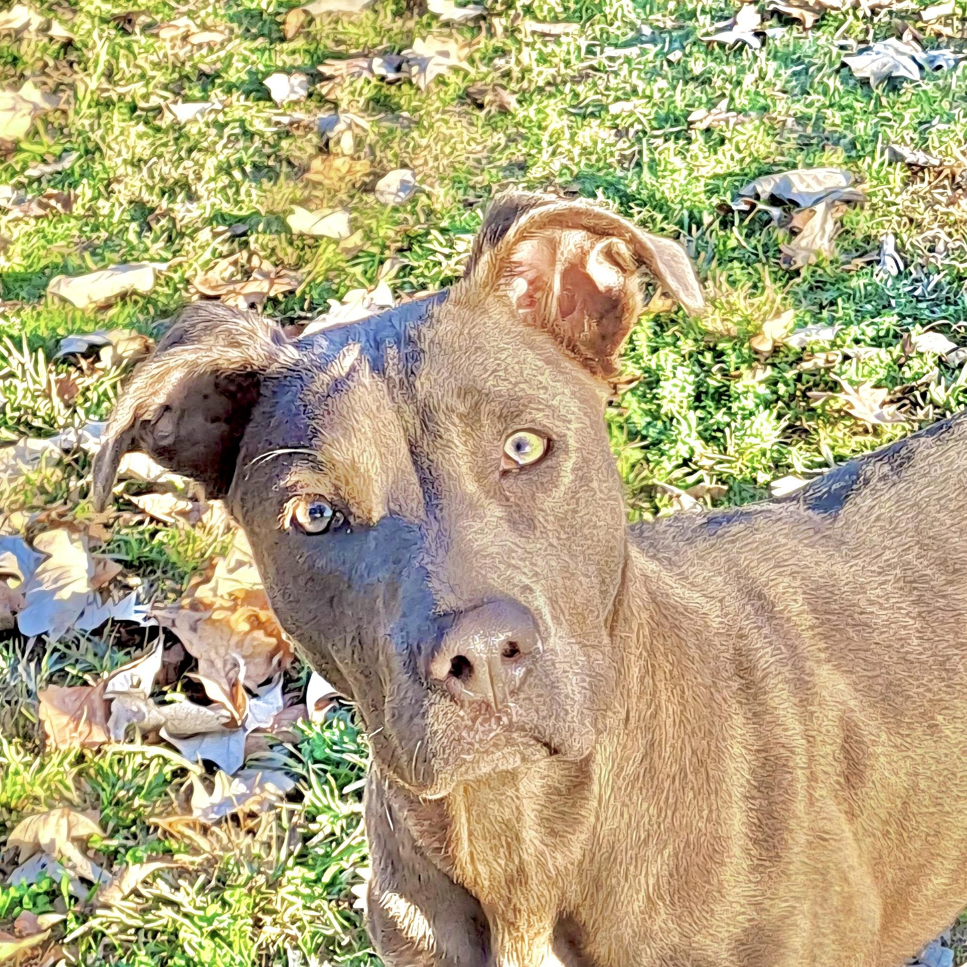 Sylvia — thumbnail 6