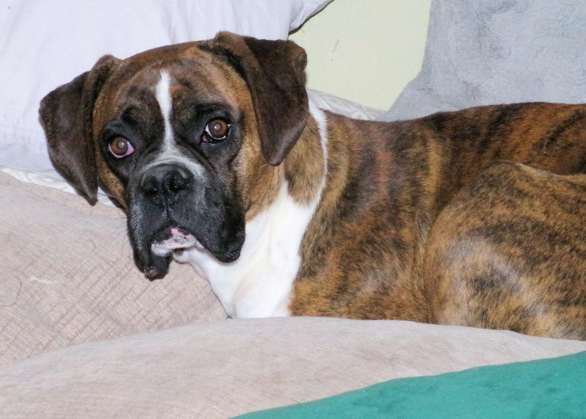 Enlarge SASHA, a ADOPTABLE Boxer in Kuna, ID image 4/6