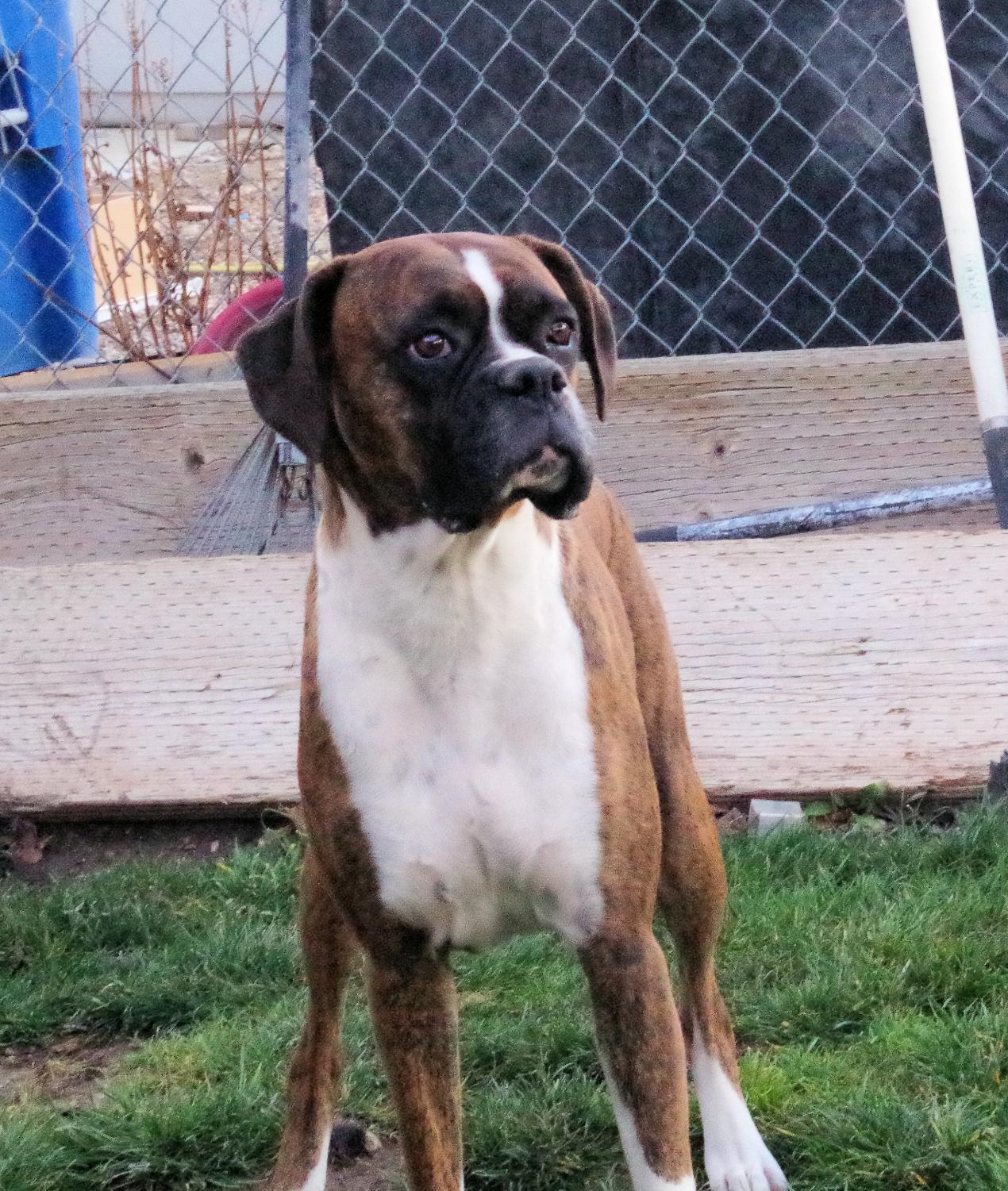 Enlarge SASHA, a ADOPTABLE Boxer in Kuna, ID image 5/6