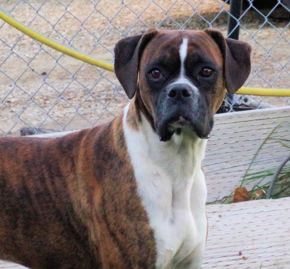 SASHA, ADOPTABLE, Adult Female Boxer.