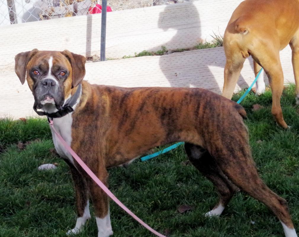 Enlarge SASHA, a ADOPTABLE Boxer in Kuna, ID image 3/6