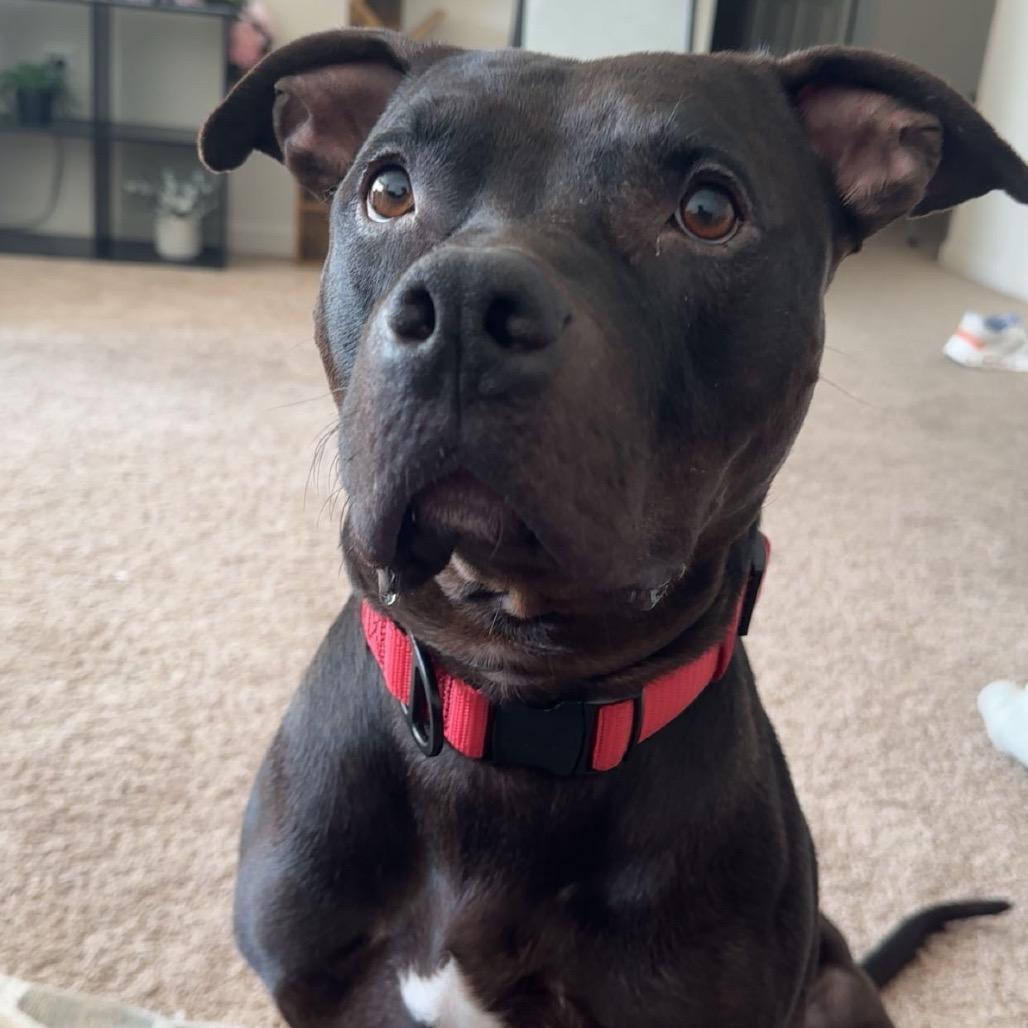 Whopper, Adoptable, Adult Male Mixed Breed.