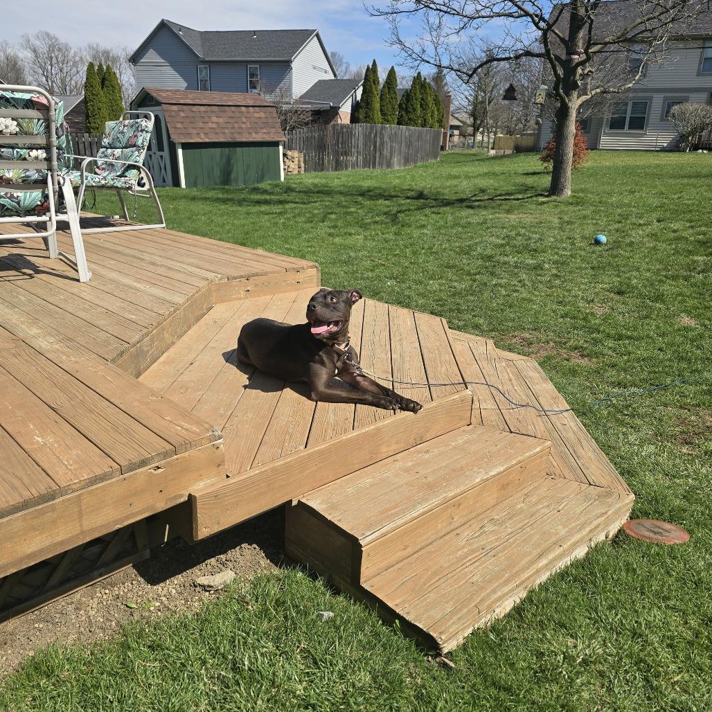 Enlarge Whopper, a Adoptable Mixed Breed in Springboro, OH image 2/6