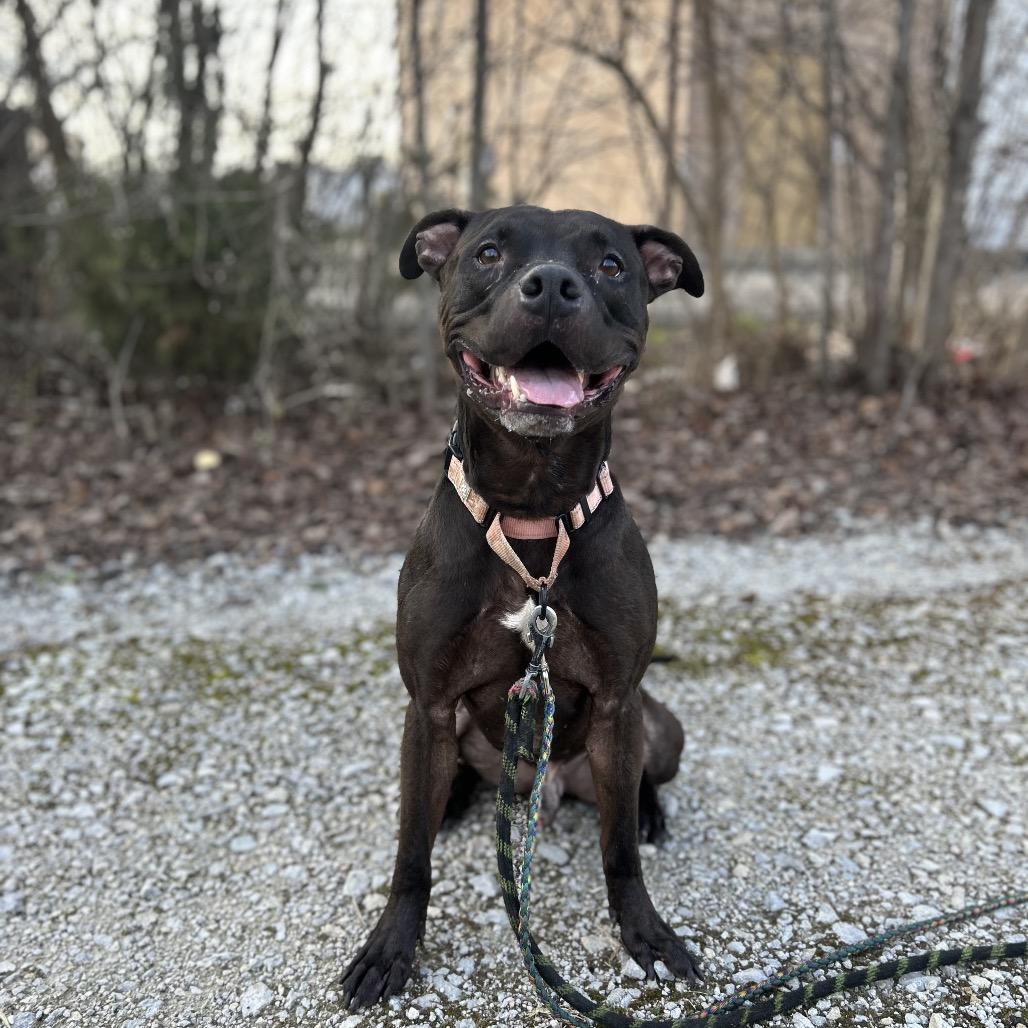 Enlarge Whopper, a Adoptable Mixed Breed in Springboro, OH image 3/6