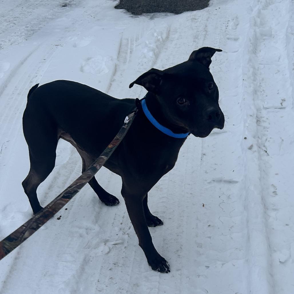 Enlarge Whopper, a Adoptable Mixed Breed in Springboro, OH image 1/2
