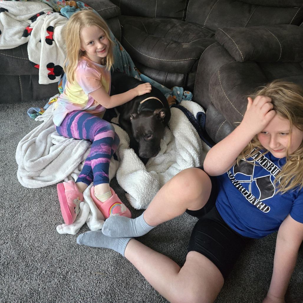 Enlarge Whopper, a Adoptable Mixed Breed in Springboro, OH image 5/6