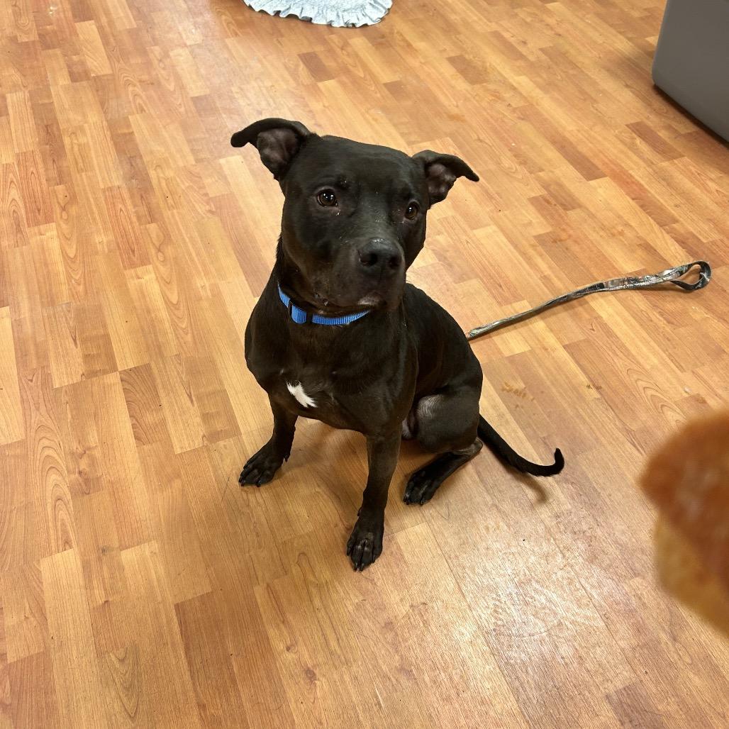 Enlarge Whopper, a Adoptable Mixed Breed in Springboro, OH image 2/2