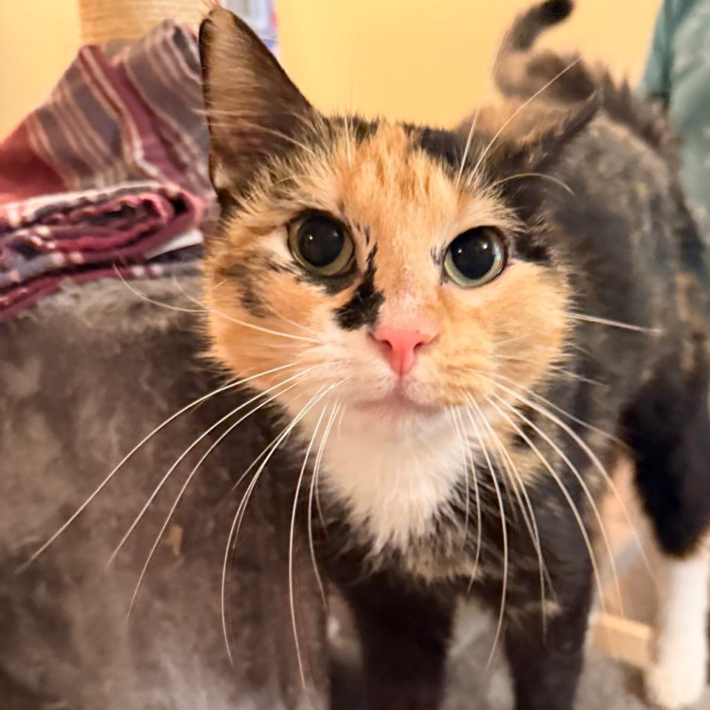 Enlarge Tiramisu, a Adoptable Domestic Short Hair in Port Neches, TX image 2/6