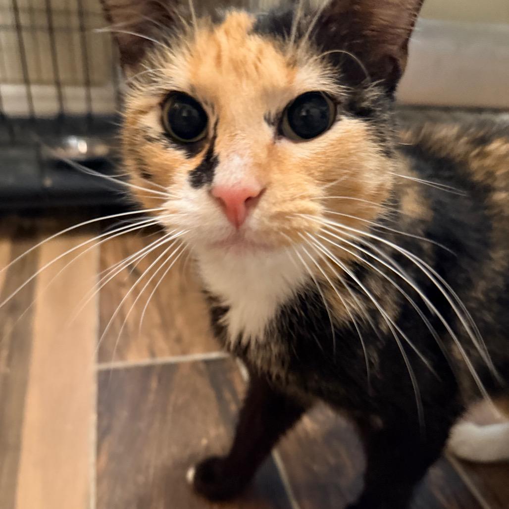 Enlarge Tiramisu, a Adoptable Domestic Short Hair in Port Neches, TX image 3/6