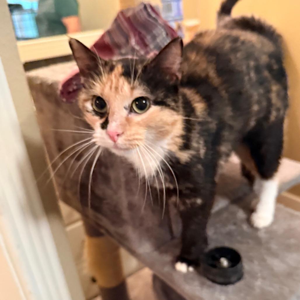 Enlarge Tiramisu, a Adoptable Domestic Short Hair in Port Neches, TX image 4/6
