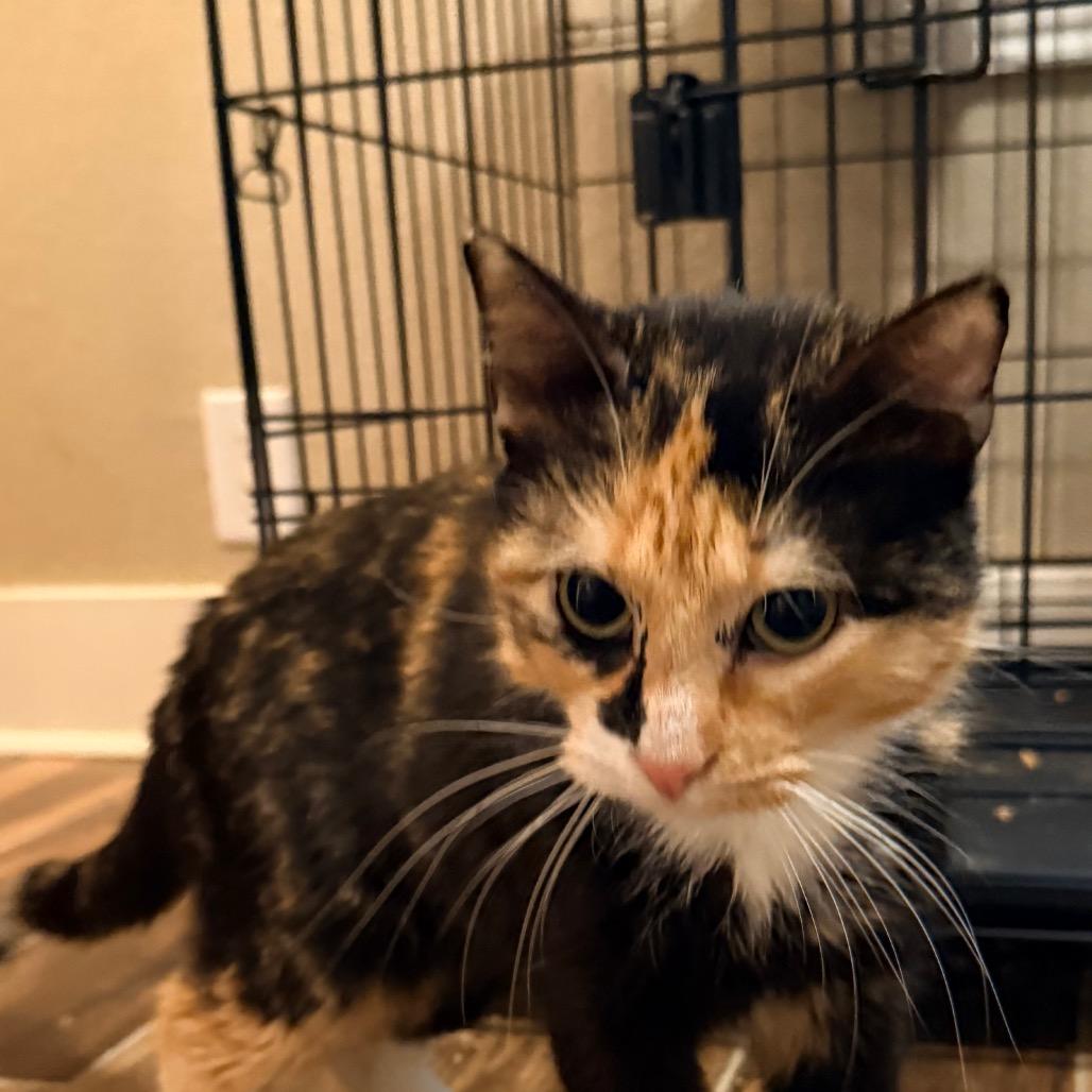 Enlarge Tiramisu, a Adoptable Domestic Short Hair in Port Neches, TX image 5/6
