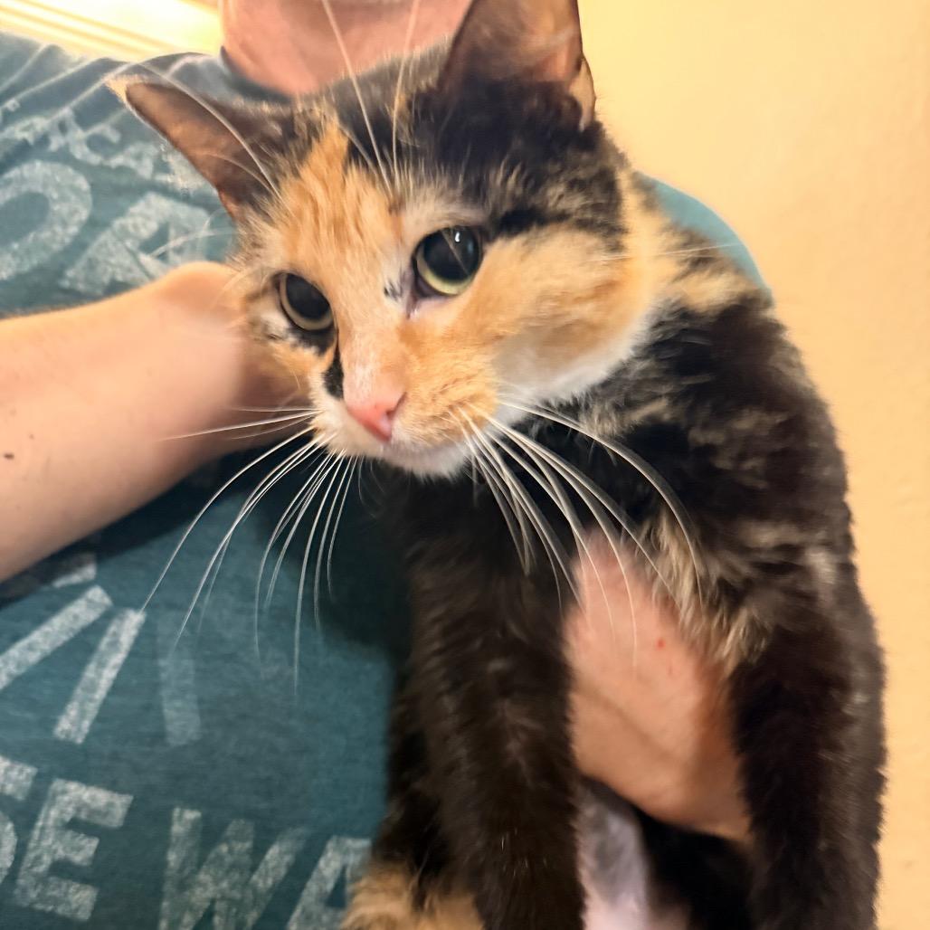 Enlarge Tiramisu, a Adoptable Domestic Short Hair in Port Neches, TX image 6/6