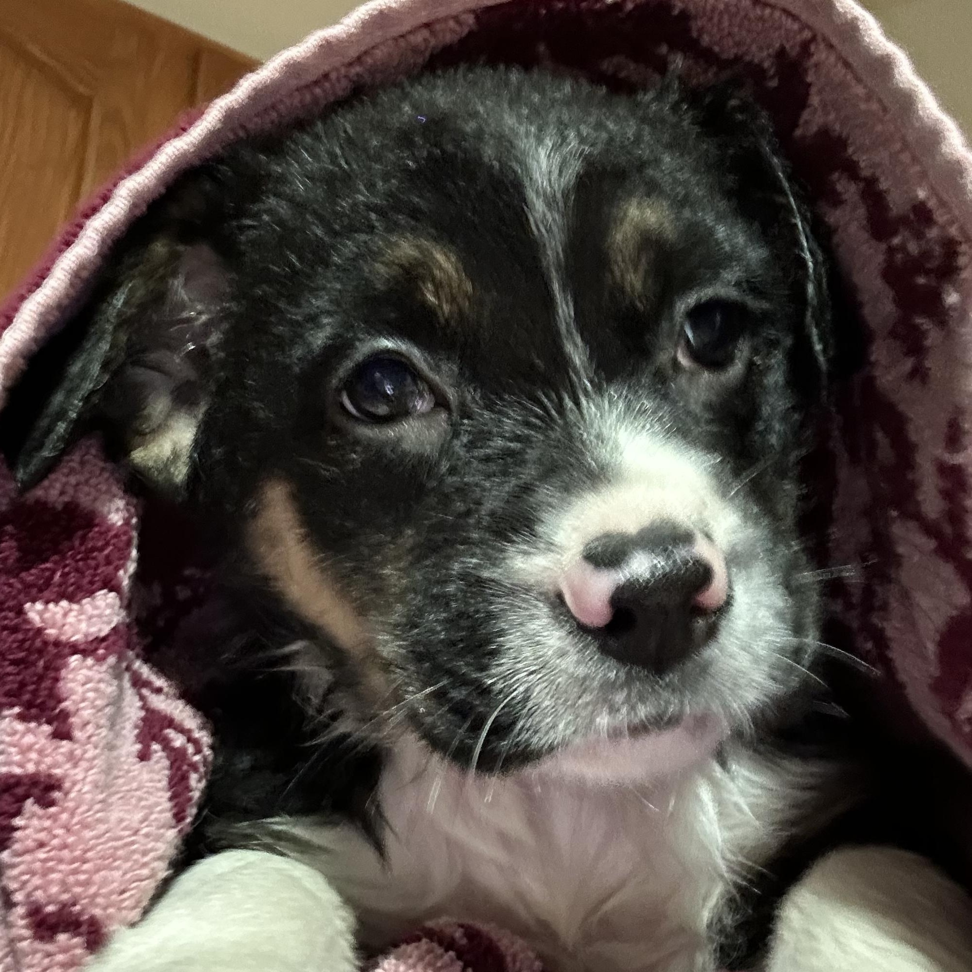 Enlarge Candy, a Adoptable Australian Shepherd in Richmond, VA image 4/5