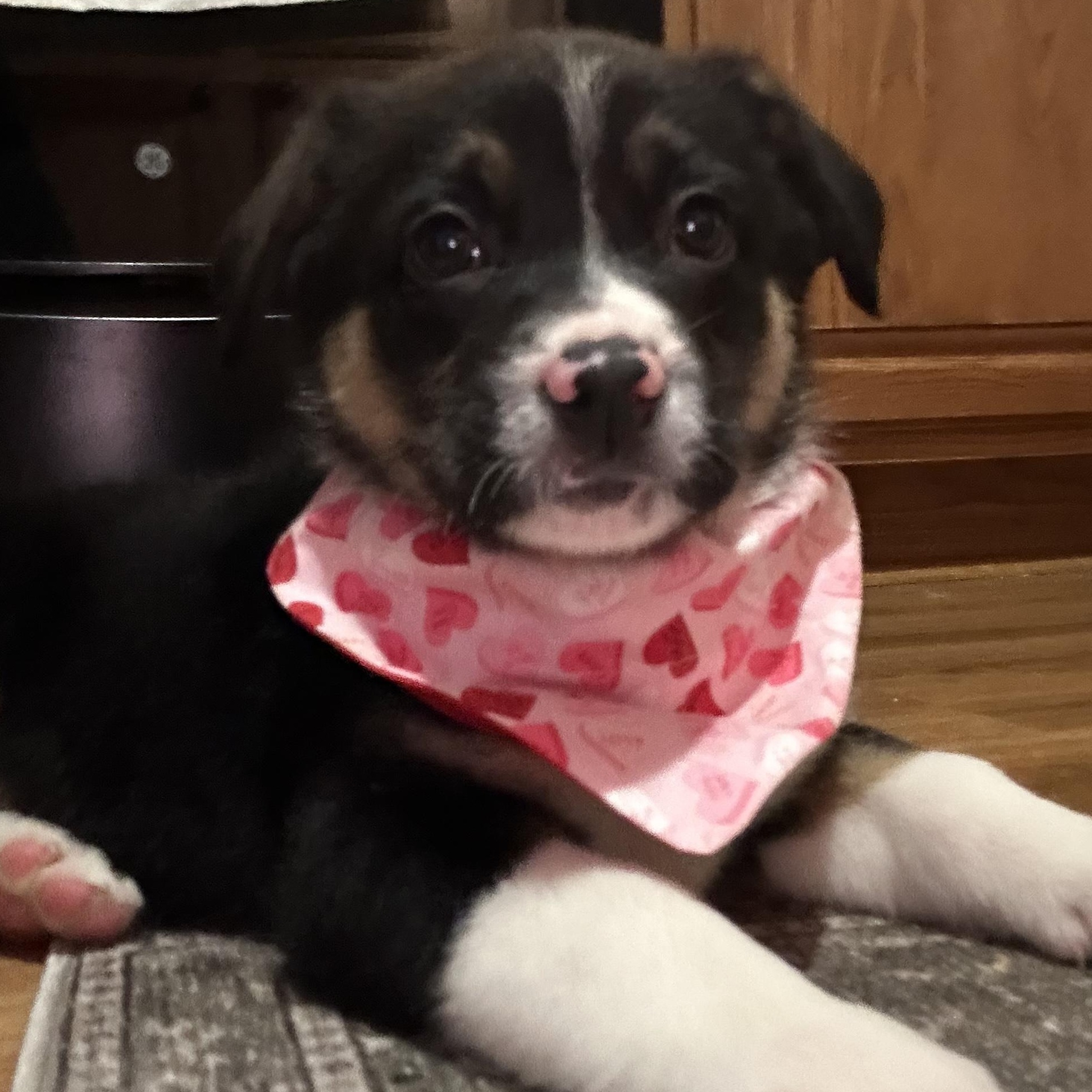 Candy, Adoptable, Puppy Female Australian Shepherd.