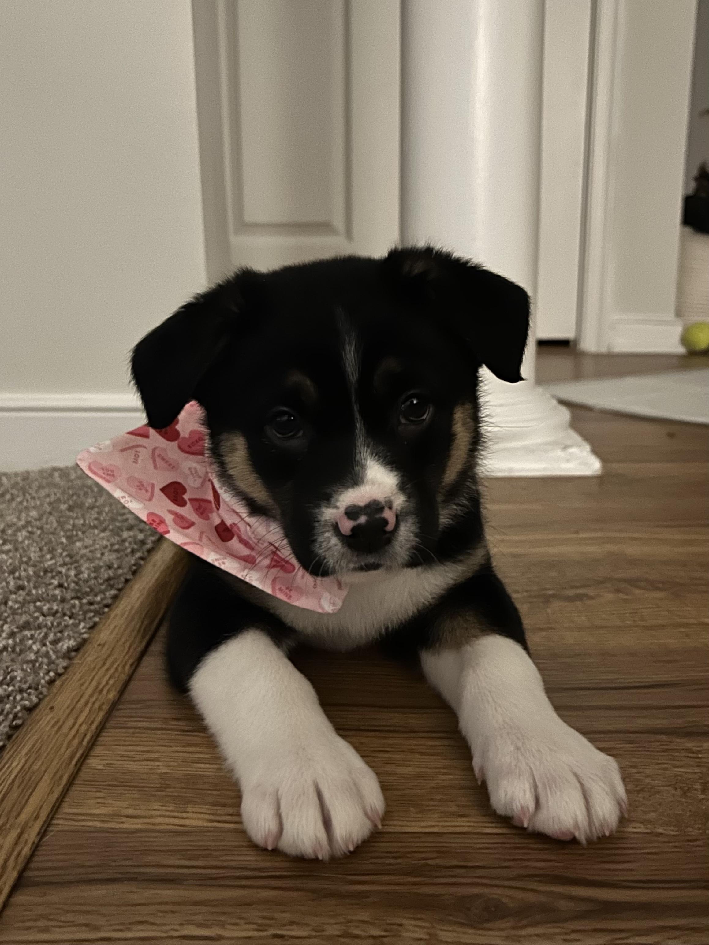 Enlarge Candy, a Adoptable Australian Shepherd in Richmond, VA image 3/5