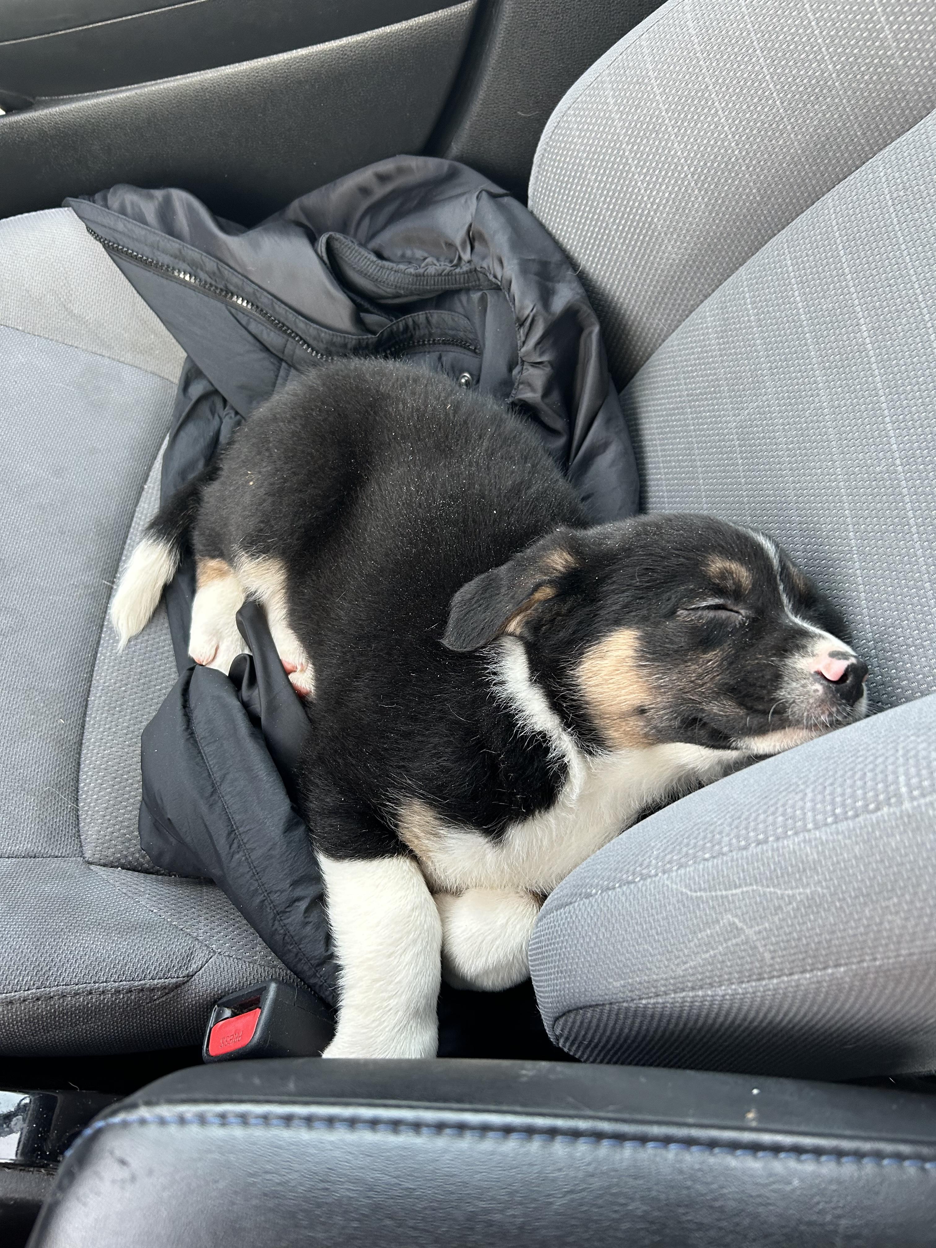 Enlarge Candy, a Adoptable Australian Shepherd in Richmond, VA image 5/5