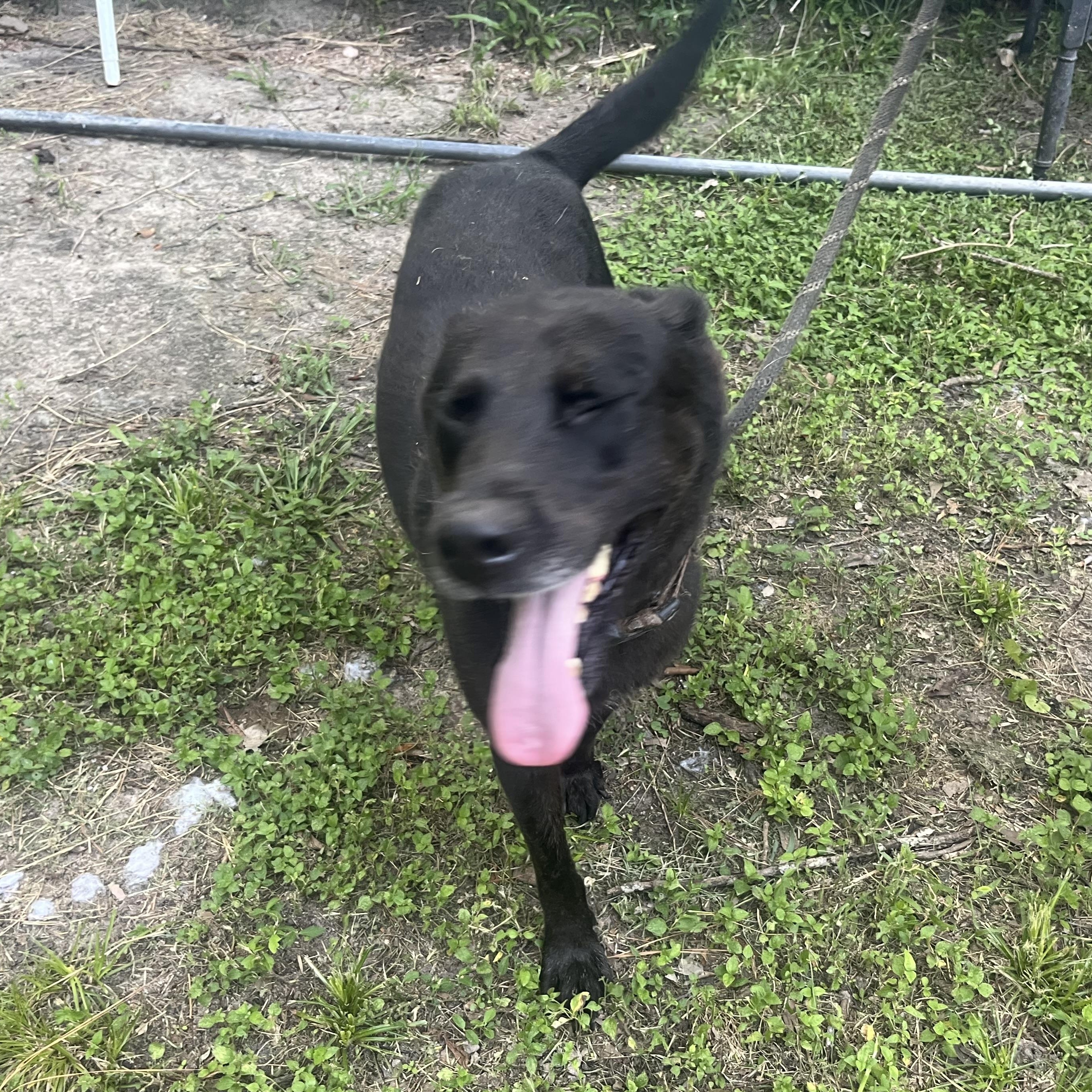 KING, a Adoptable mixed breed in Hermiston, OR image 4/6