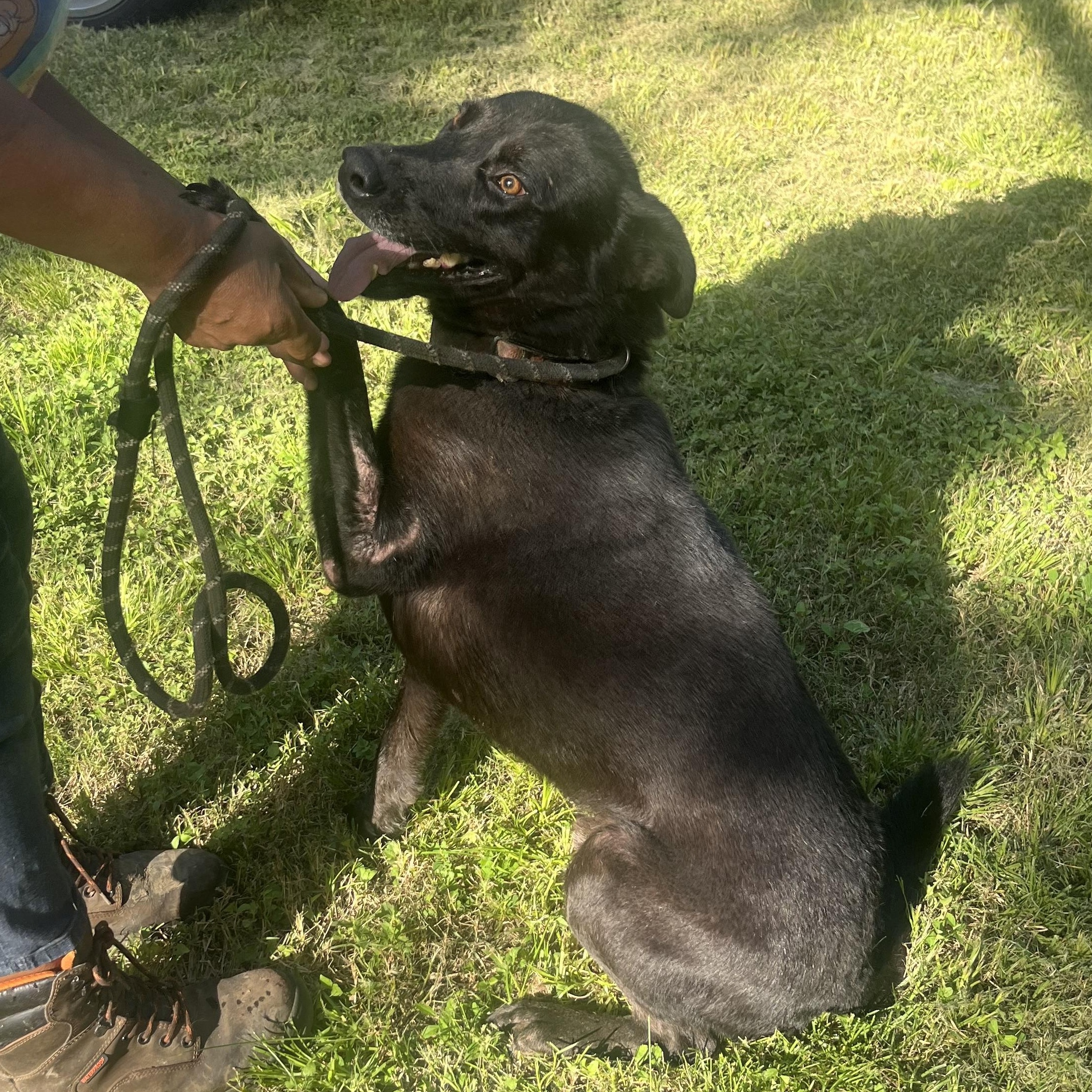 KING, a Adoptable mixed breed in Hermiston, OR image 2/6