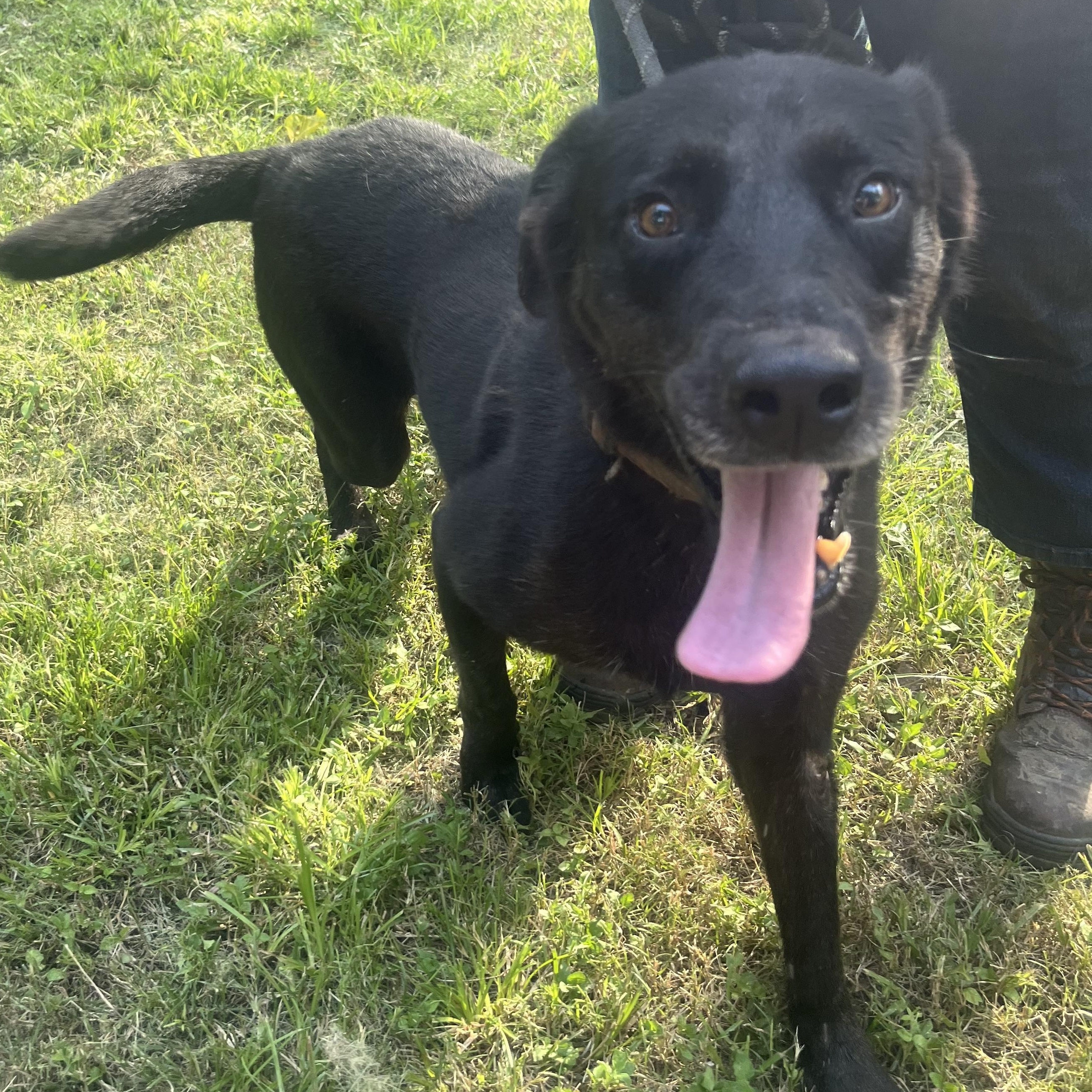 KING, a Adoptable mixed breed in Hermiston, OR image 1/6