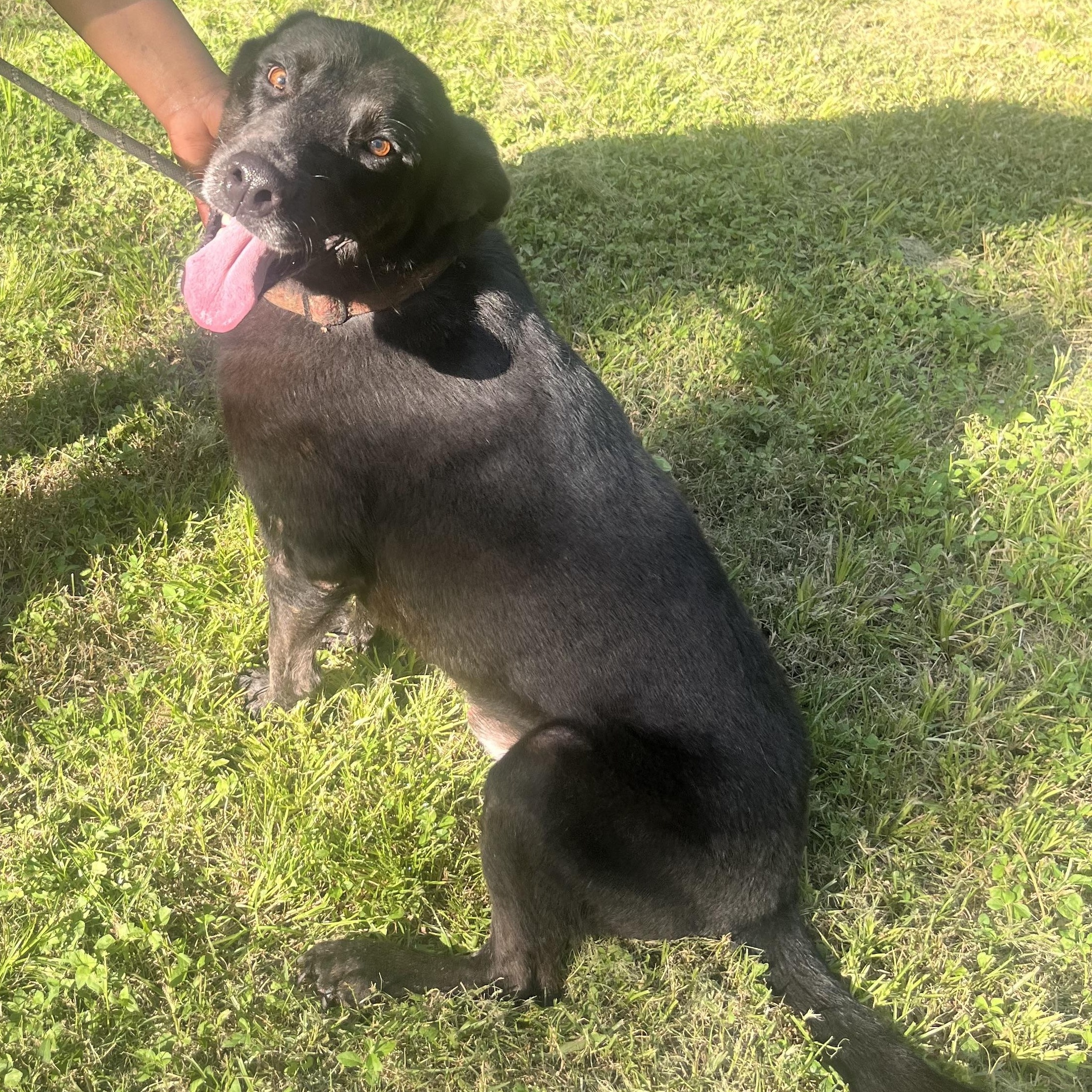 KING, a Adoptable mixed breed in Hermiston, OR image 5/6