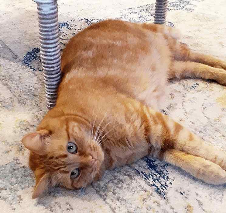 Enlarge PEACHES, a Adoptable Domestic Short Hair in Sequim, WA image 3/5