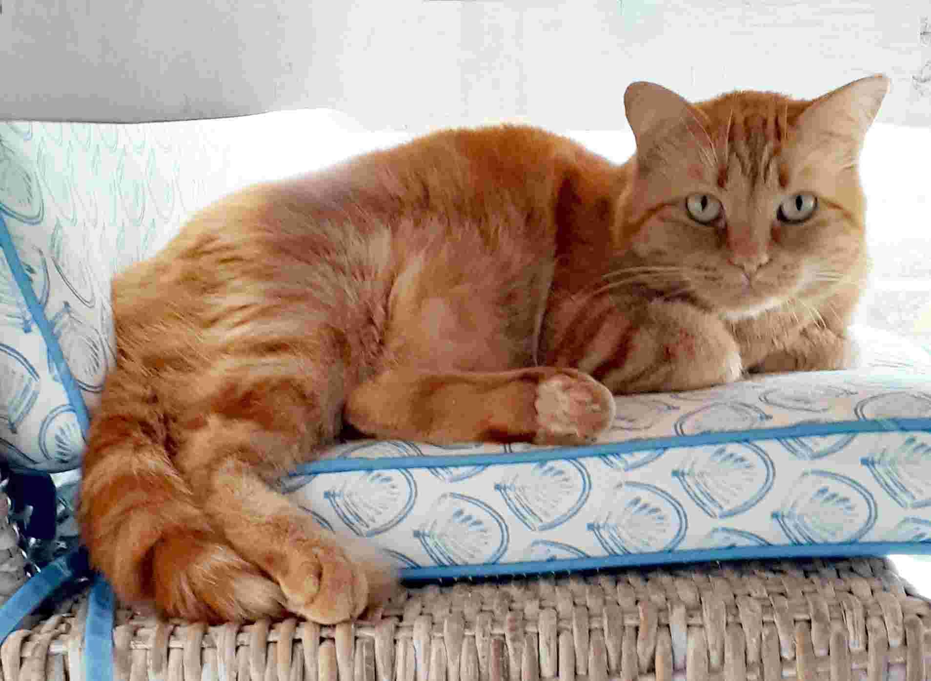 Enlarge PEACHES, a Adoptable Domestic Short Hair in Sequim, WA image 4/5