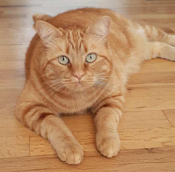 Enlarge PEACHES, a Adoptable Domestic Short Hair in Sequim, WA image 2/5