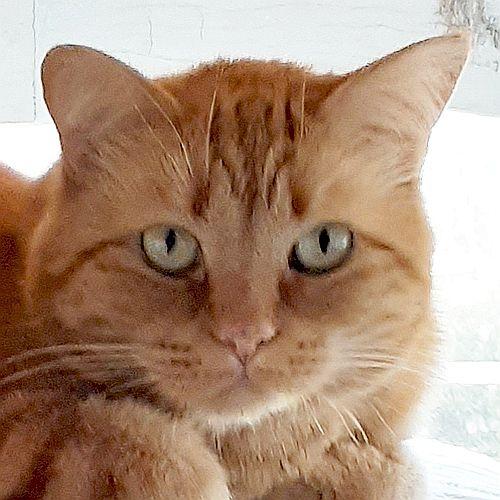 Enlarge PEACHES, a Adoptable Domestic Short Hair in Sequim, WA image 1/5