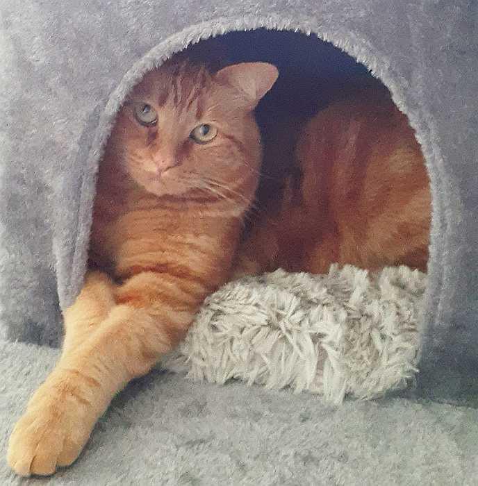 Enlarge PEACHES, a Adoptable Domestic Short Hair in Sequim, WA image 5/5