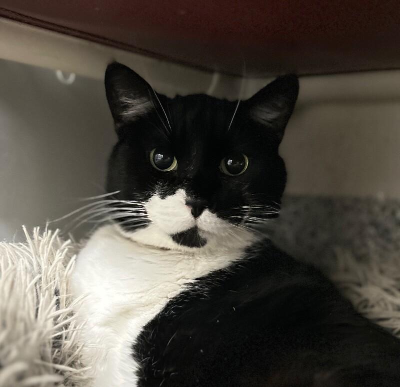 Oreo, Adoptable, Adult Male Domestic Short Hair.