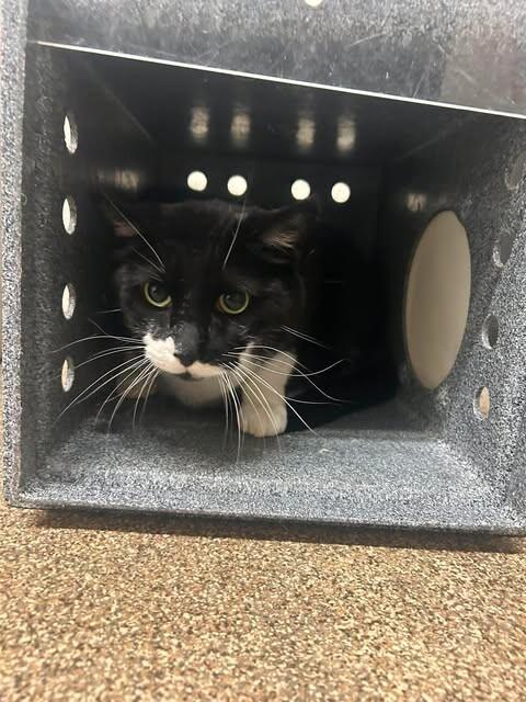 Oreo, a Adoptable Domestic Short Hair in Fruit Heights, UT image 2/3