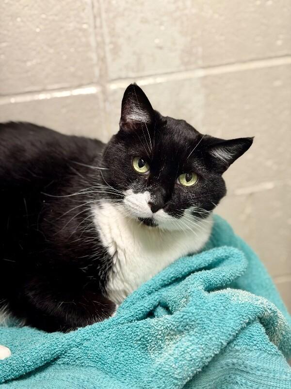Oreo, a Adoptable Domestic Short Hair in Fruit Heights, UT image 3/3