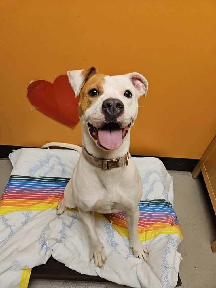 Papaya (Ruby), a Adoptable mixed breed in Bellingham, WA image 1/6