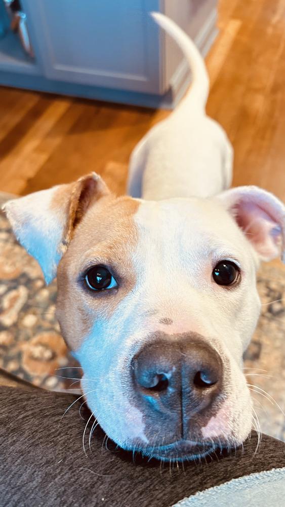 Papaya (Ruby), a Adoptable mixed breed in Bellingham, WA image 4/6