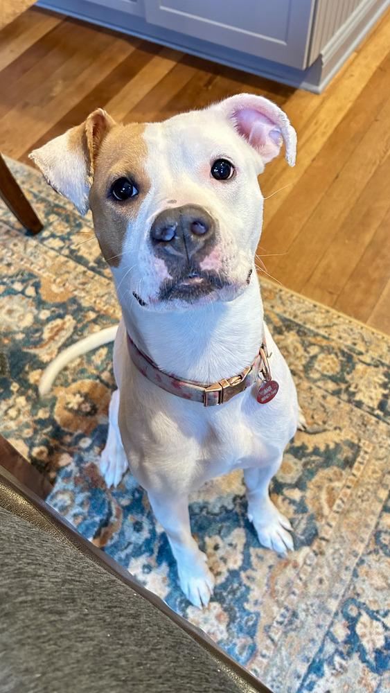 Papaya (Ruby), a Adoptable mixed breed in Bellingham, WA image 5/6