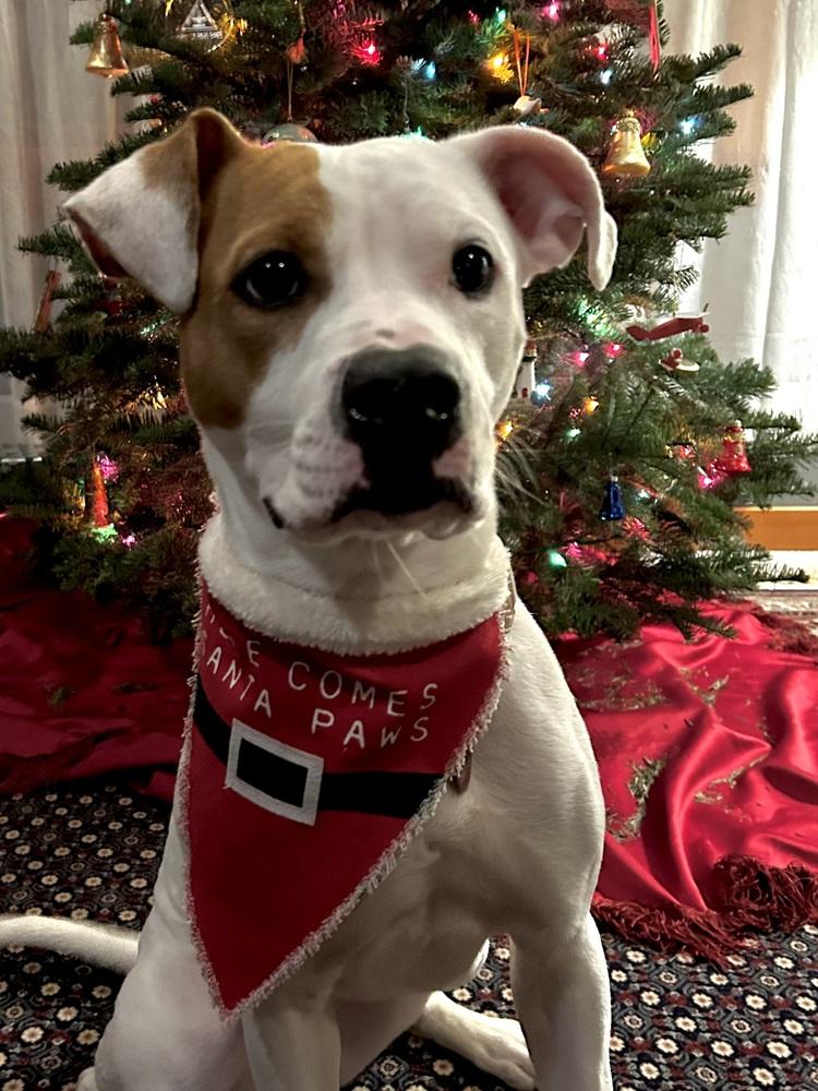 Papaya (Ruby), a Adoptable mixed breed in Bellingham, WA image 6/6