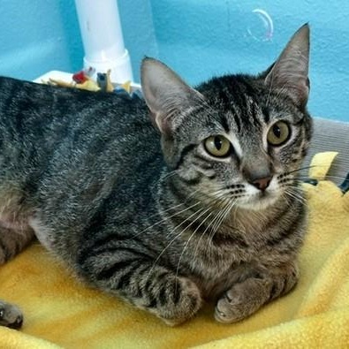 Tiffany - Sweet Former Mom, a ADOPTABLE Tabby in Hoquiam, WA image 1/6