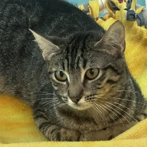 Tiffany - Sweet Former Mom, a ADOPTABLE Tabby in Hoquiam, WA image 6/6