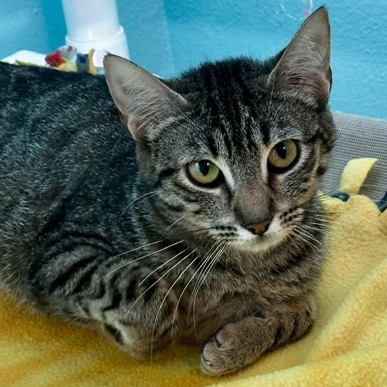 Tiffany - Sweet Former Mom, a ADOPTABLE Tabby in Hoquiam, WA image 3/6