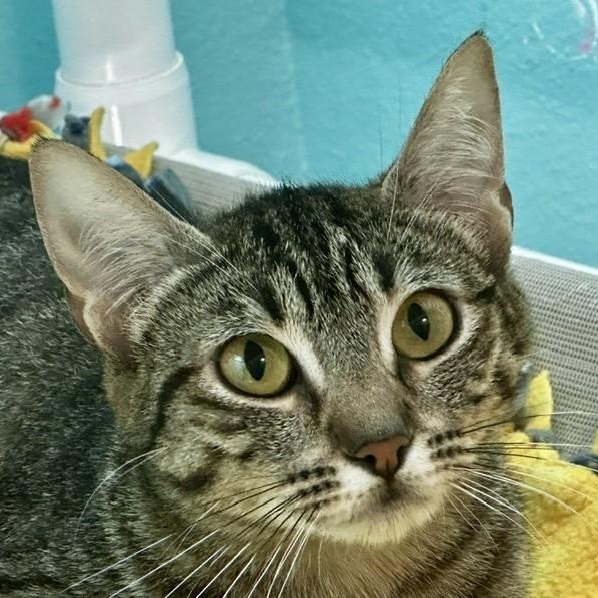 Tiffany - Sweet Former Mom, a ADOPTABLE Tabby in Hoquiam, WA image 5/6