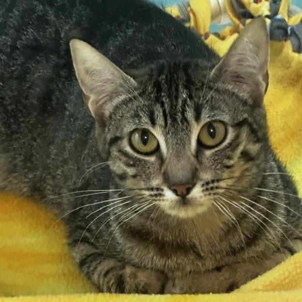 Tiffany - Sweet Former Mom, a ADOPTABLE Tabby in Hoquiam, WA image 4/6