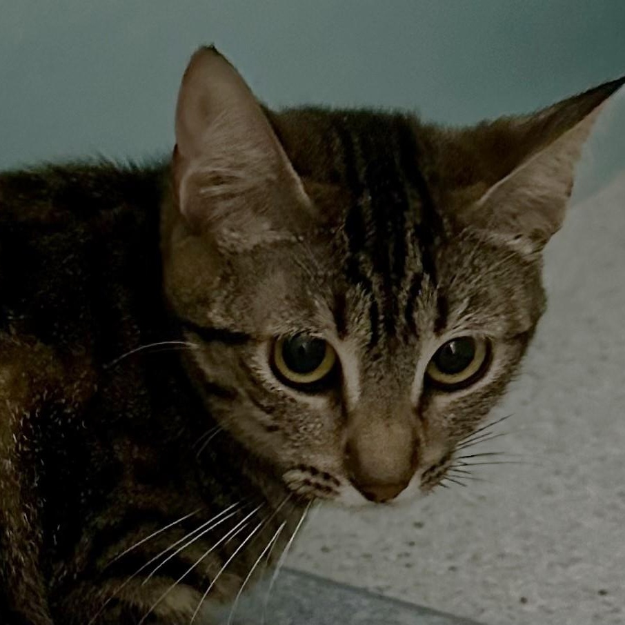 Tiffany - Sweet Former Mom, a ADOPTABLE Tabby in Hoquiam, WA image 2/6